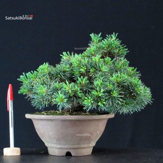 255499_1-Pinus-pentaphylla Pinus Pentaphylla - Goyomatsu - immagine 1