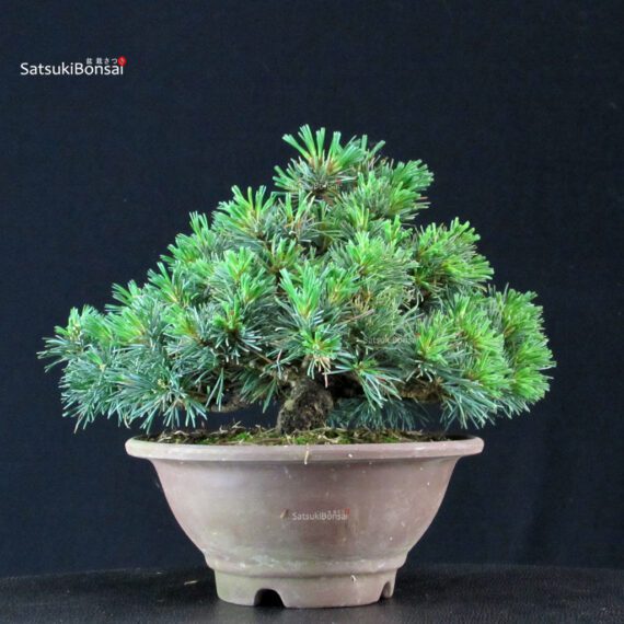 Pinus Pentaphylla - Goyomatsu - immagine 2
