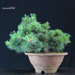 Pinus Pentaphylla - Goyomatsu - immagine 3