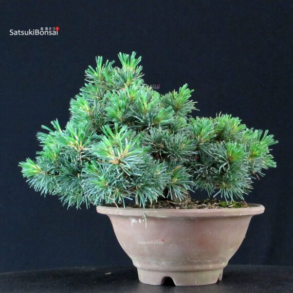 Pinus Pentaphylla - Goyomatsu - immagine 3
