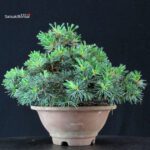 Pinus Pentaphylla - Goyomatsu - immagine 4