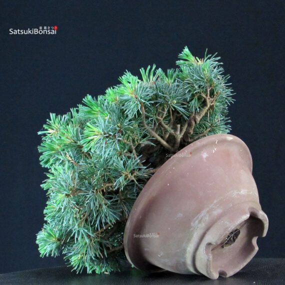 Pinus Pentaphylla - Goyomatsu - immagine 5