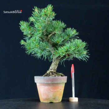 Pinus Pentaphylla - Goyomatsu