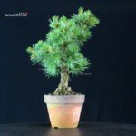 Pinus Pentaphylla - Goyomatsu - immagine 2