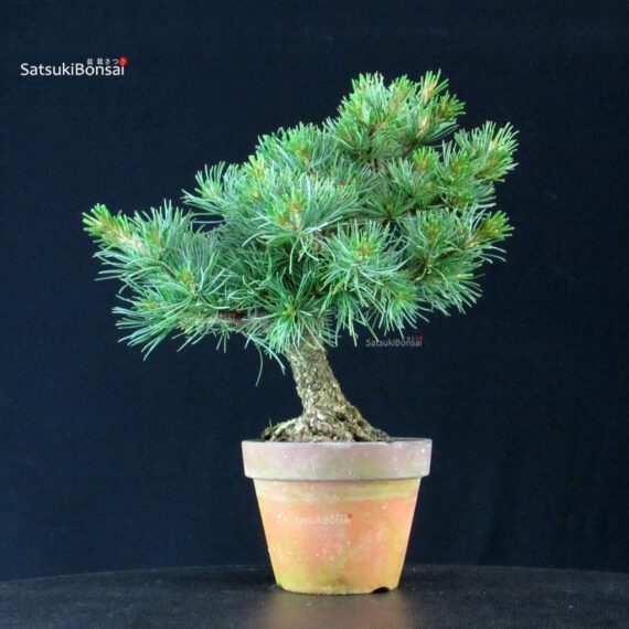 Pinus Pentaphylla - Goyomatsu - immagine 3