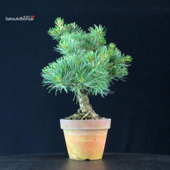 Pinus Pentaphylla - Goyomatsu - immagine 4