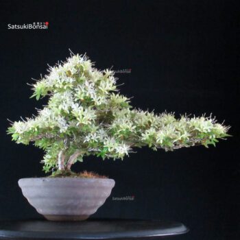 Azalea Satsuki SENBAZURU