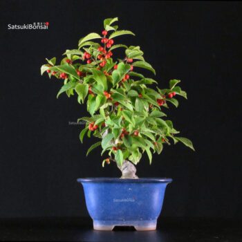 Ilex serrata femmina