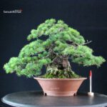 Pinus Pentaphylla - Goyomatsu