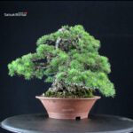 Pinus Pentaphylla - Goyomatsu - immagine 2
