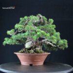Pinus Pentaphylla - Goyomatsu - immagine 3