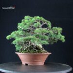 Pinus Pentaphylla - Goyomatsu - immagine 4