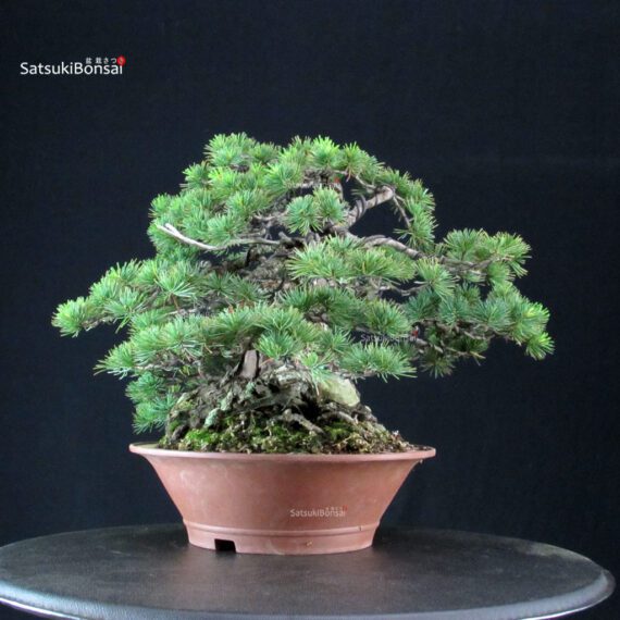Pinus Pentaphylla - Goyomatsu - immagine 4