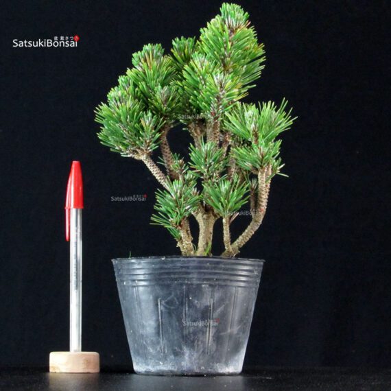 255607_1-Pinus-thunbergii-kotobuki-senjumaru Pinus Thunbergii Kuromatsu Kotobuki Senjumaru - immagine 1