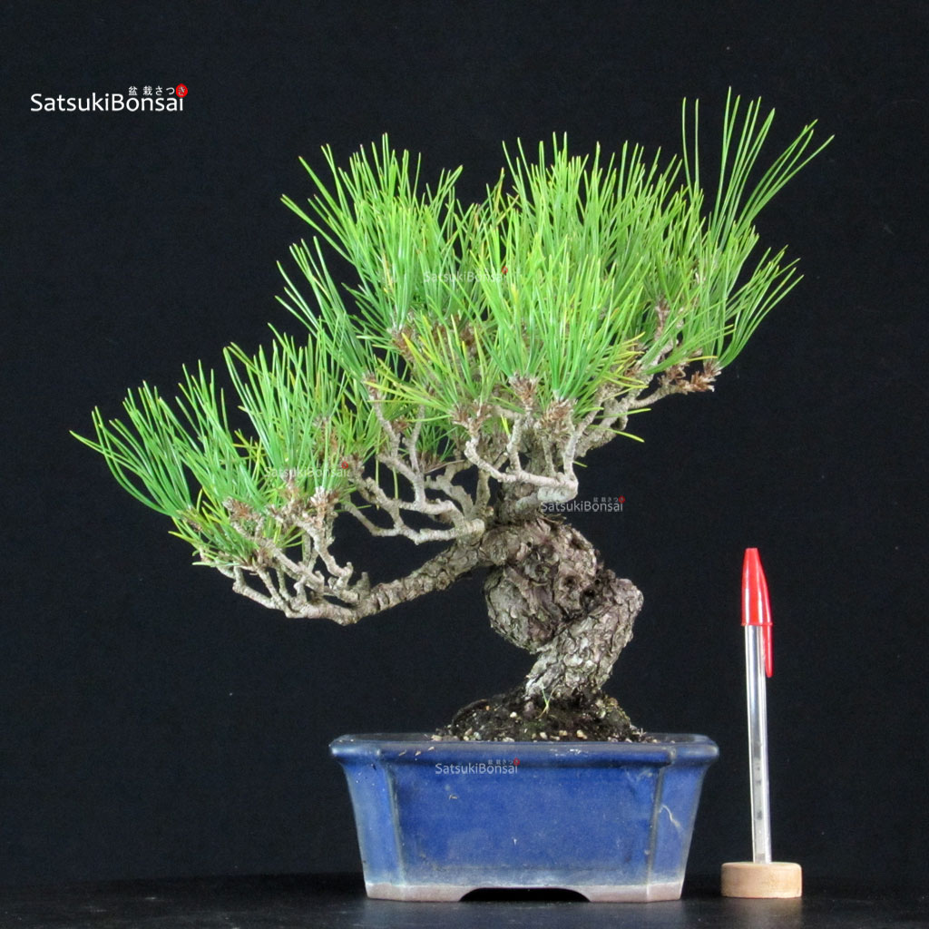 255618_1-Pinus-thunbergii Pinus Thunbergii Kuromatsu - immagine 1
