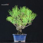 Pinus Thunbergii Kuromatsu - immagine 2