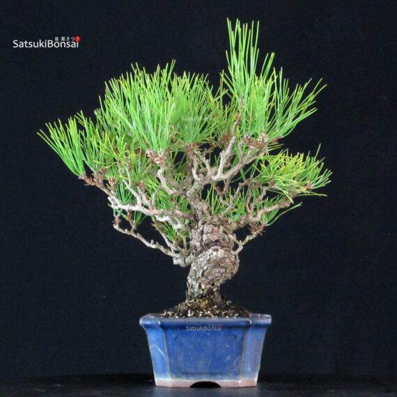 Pinus Thunbergii Kuromatsu - immagine 4