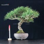 Pinus Thunbergii Kuromatsu