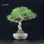 Pinus Thunbergii Kuromatsu - immagine 2