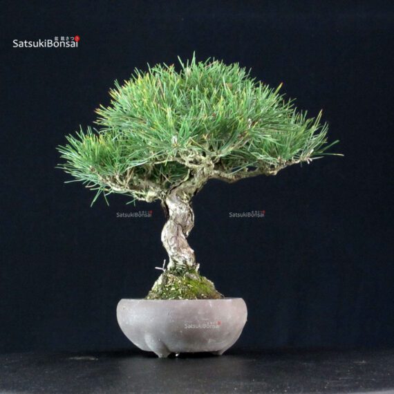 Pinus Thunbergii Kuromatsu - immagine 2