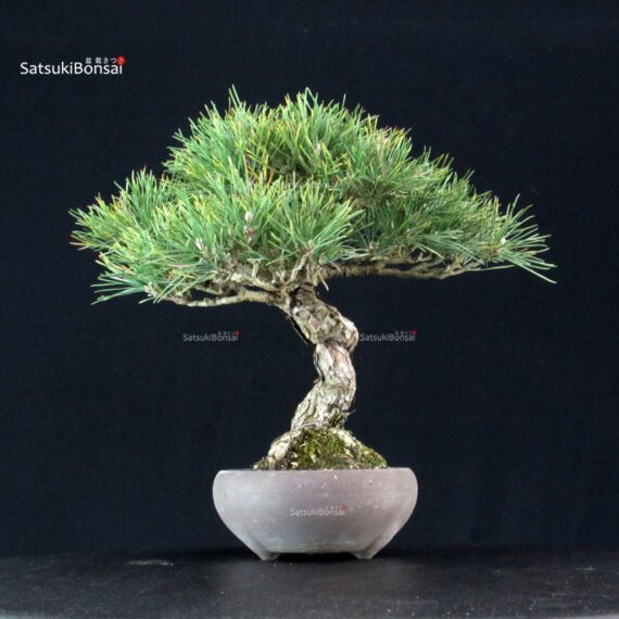 Pinus Thunbergii Kuromatsu - immagine 3