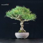 Pinus Thunbergii Kuromatsu - immagine 4