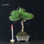 Pinus Thunbergii Kuromatsu