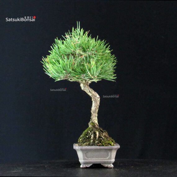 Pinus Thunbergii Kuromatsu - immagine 2