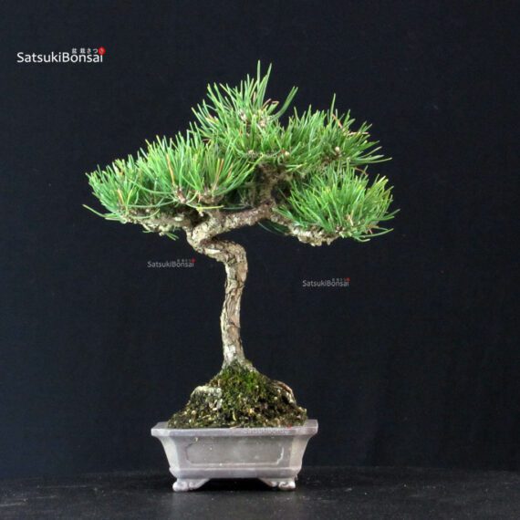 Pinus Thunbergii Kuromatsu - immagine 3
