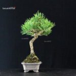 Pinus Thunbergii Kuromatsu - immagine 4