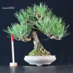 Pinus Thunbergii Kuromatsu