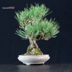 Pinus Thunbergii Kuromatsu - immagine 2