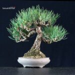 Pinus Thunbergii Kuromatsu - immagine 3