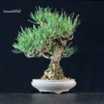 Pinus Thunbergii Kuromatsu - immagine 4