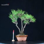 Pinus Thunbergii Kuromatsu
