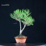 Pinus Thunbergii Kuromatsu - immagine 2