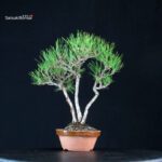 Pinus Thunbergii Kuromatsu - immagine 3
