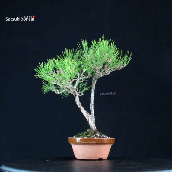 Pinus Thunbergii Kuromatsu - immagine 4
