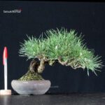 Pinus Thunbergii Kuromatsu