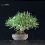 Pinus Thunbergii Kuromatsu - immagine 4