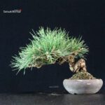 Pinus Thunbergii Kuromatsu - immagine 3