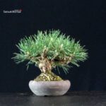 Pinus Thunbergii Kuromatsu - immagine 2