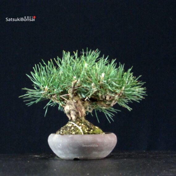 Pinus Thunbergii Kuromatsu - immagine 2