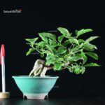 Euonymus sieboldianum