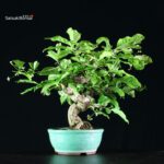 Euonymus sieboldianum - immagine 2