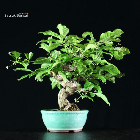 Euonymus sieboldianum - immagine 2