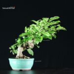 Euonymus sieboldianum - immagine 3