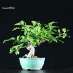 Euonymus sieboldianum - immagine 4
