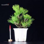 Pinus Thunbergii Corticosa Nishikimatsu