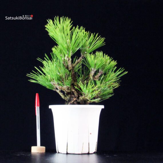 255643_1-Pinus-thunbergii-corticosa Pinus Thunbergii Corticosa Nishikimatsu - immagine 1